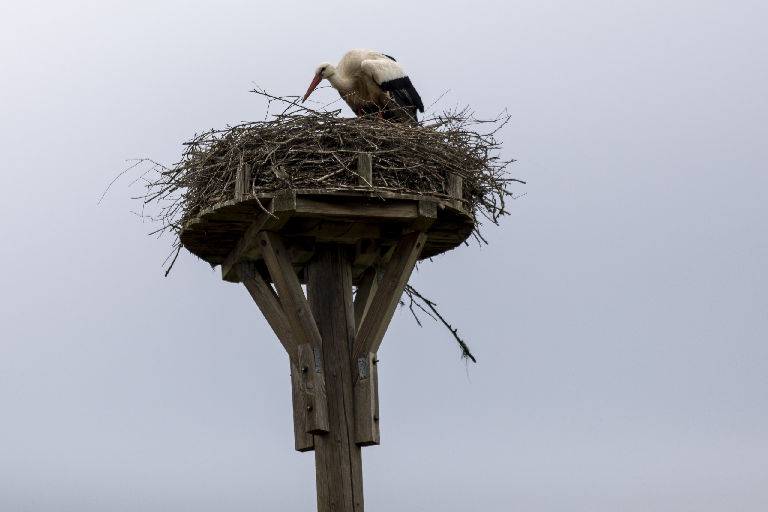 20250503132415 RD4 2418